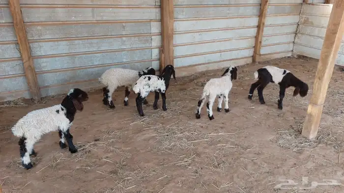 دواغير نعيم العدد 5 2