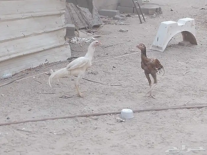 دجاج باكستاني سندي 5