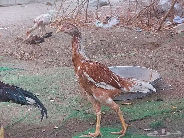 دجاج باكستاني سندي 0