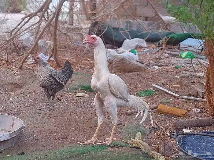 دجاج باكستاني سندي 3