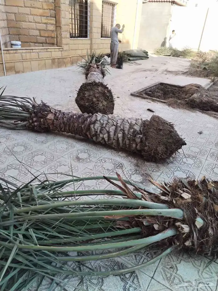 تعديل وتنظيف تكريب جميع أنواع نخيل 1