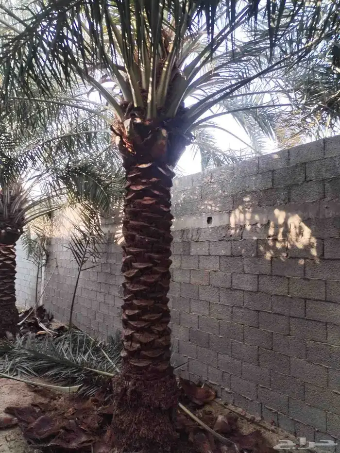 تعديل وتنظيف تكريب جميع أنواع نخيل 0