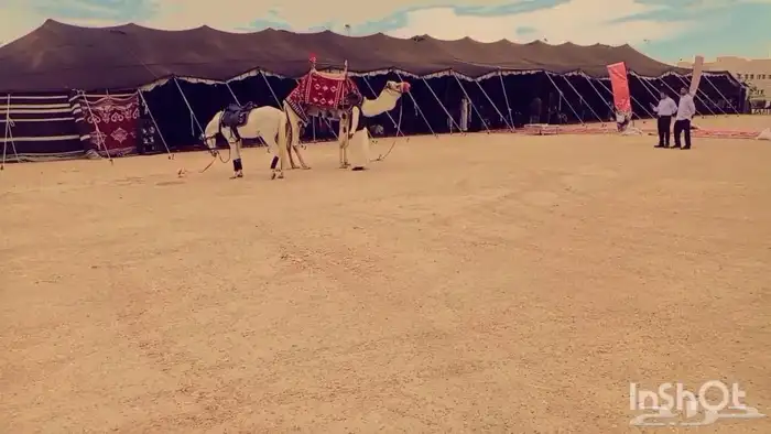 اجار جمال وخيول اباعر رحول ركبي بوني 2