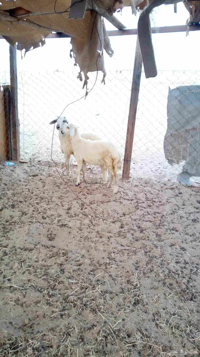 البهم ضباح 0