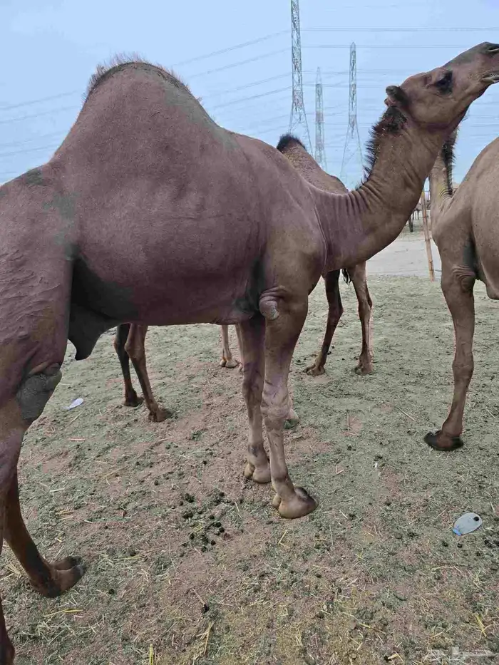 بعير فحل تني 3