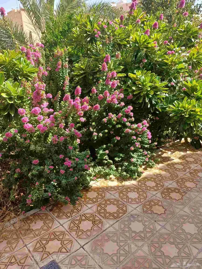 مزارع للحدائق الفلل والاستراحات في شمال الرياض 19