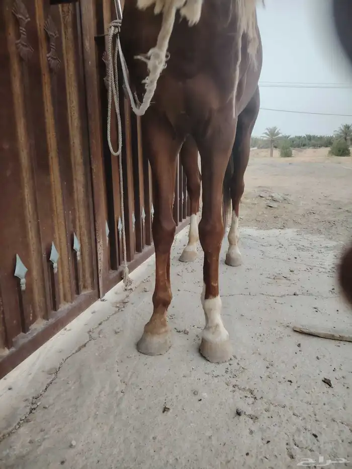 حصان شعبي 4