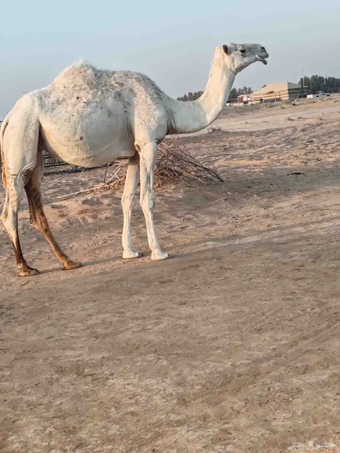 لقحه بكر سنها ثنيه 5