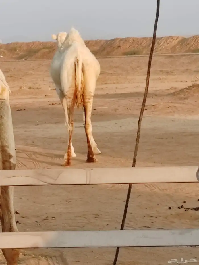 لقحه بكر سنها ثنيه 0