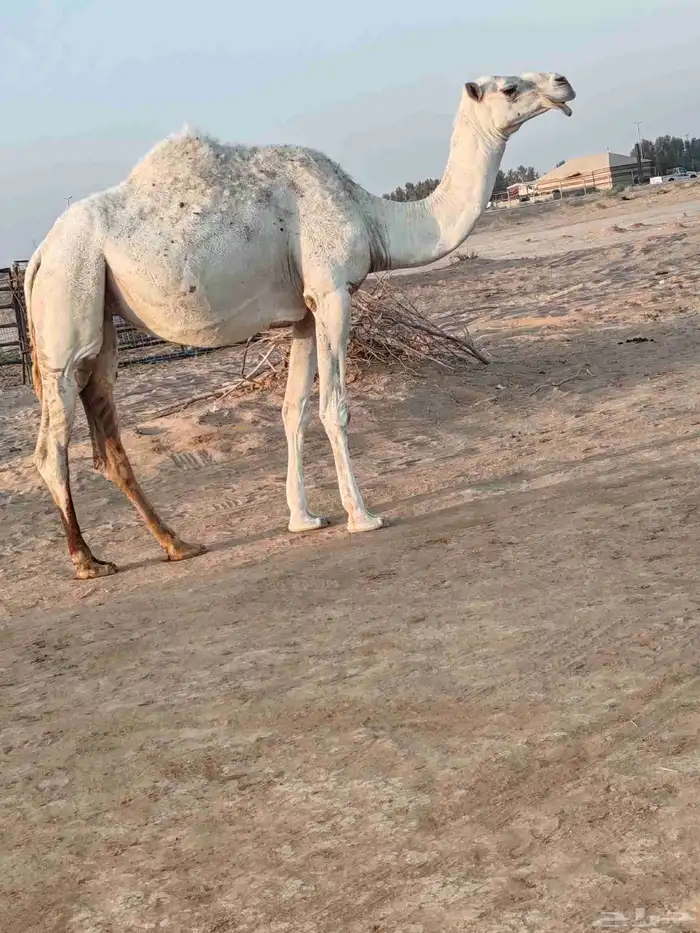 لقحه بكر سنها ثنيه 2