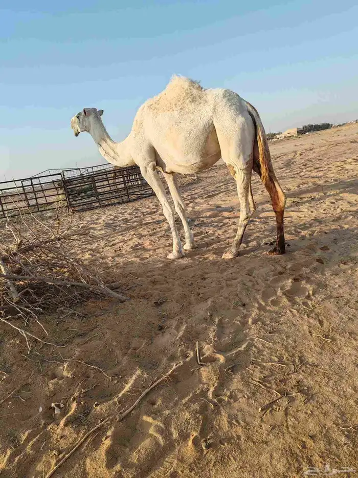لقحه بكر سنها ثنيه 3
