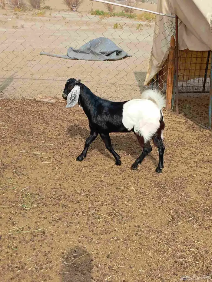تيس جذع 4