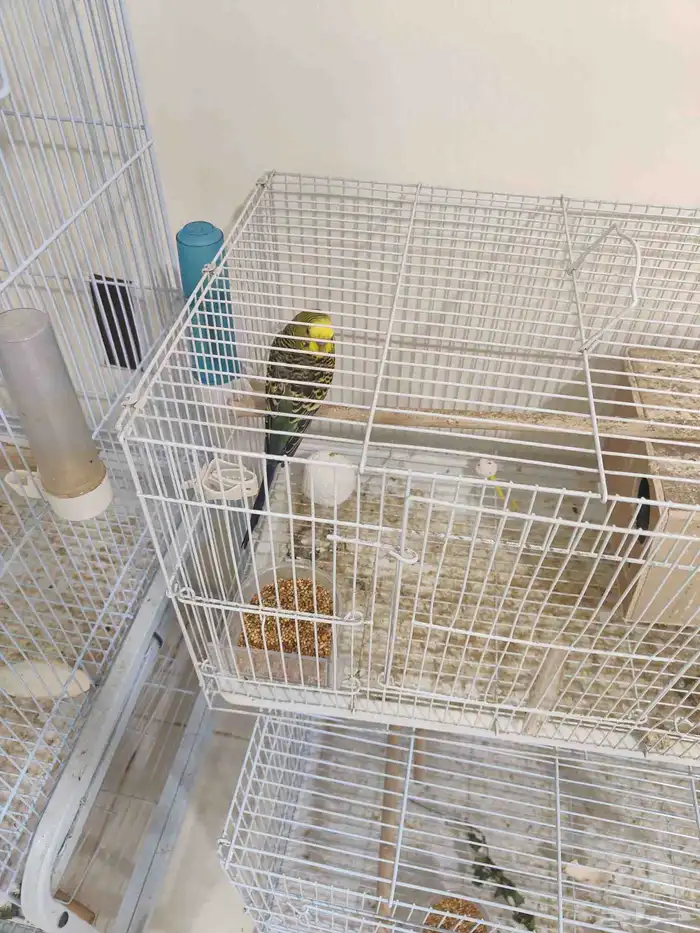 budgies with cages and complete accessories 5 breeder pairs 4