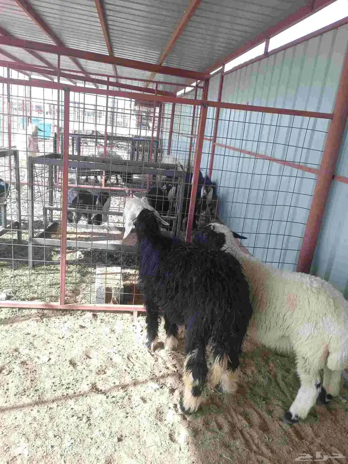 خروف نعيمي ورخل نجديه 1