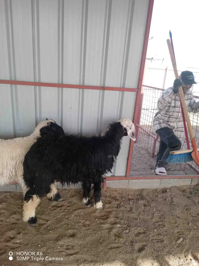 خروف نعيمي ورخل نجديه 2