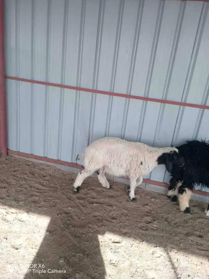 خروف نعيمي ورخل نجديه 3