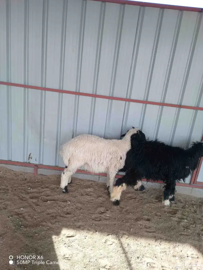 خروف نعيمي ورخل نجديه 4