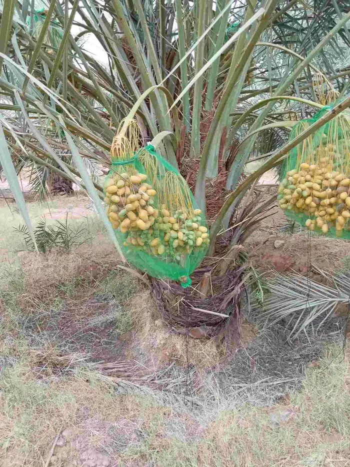 نخيل للبيع لتواصل جوال 1