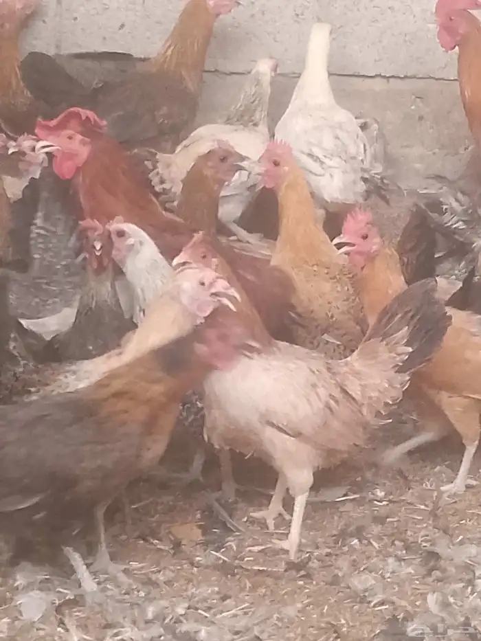 دجاج بياض اعمار 8و9شهور 6