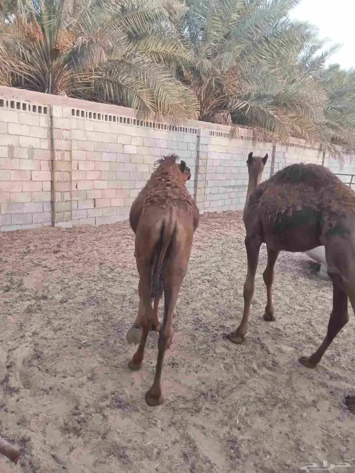 قعود وبكره اعمار اربع اشهور 3