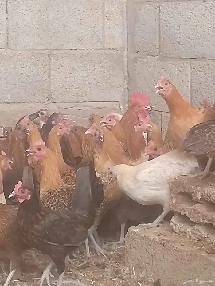 دجاج بياض اعمار 8و9شهور 2