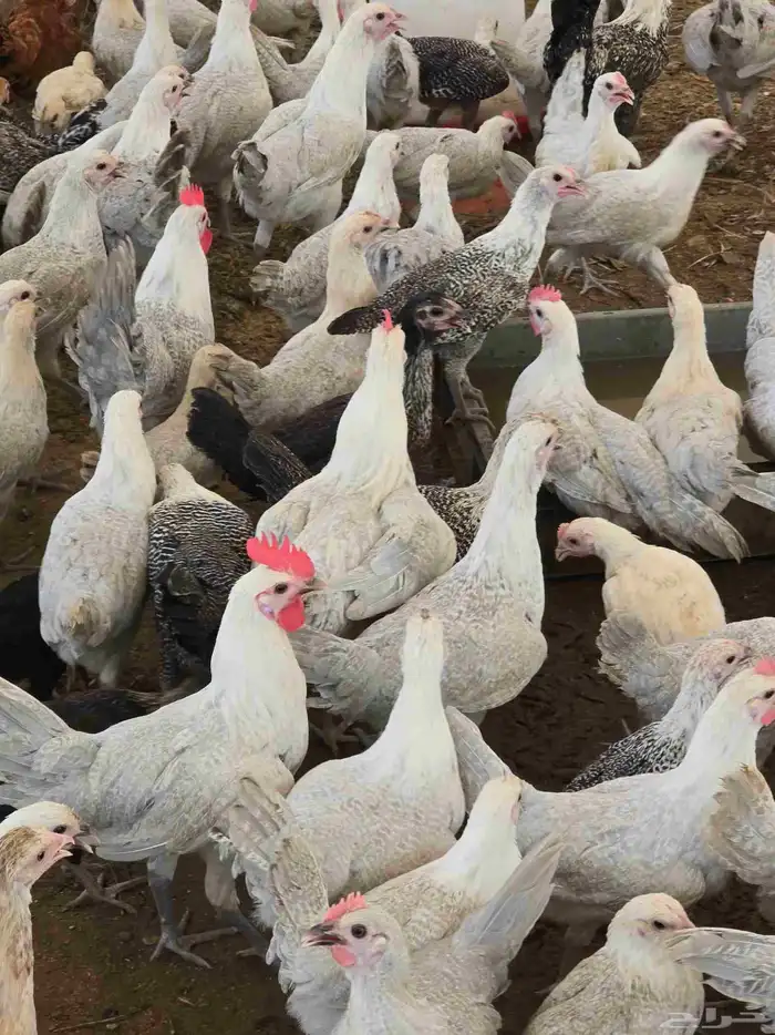 دجاج وديوك فيومي المونيوم بشاير 0