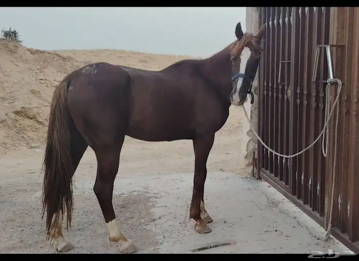 حصان شعبي 3