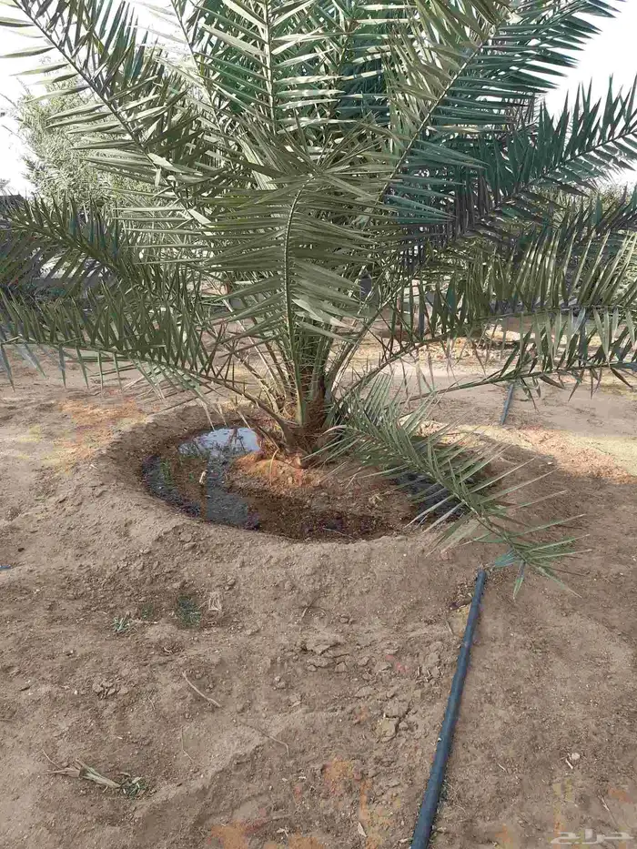 نخل جميع الانواع 3
