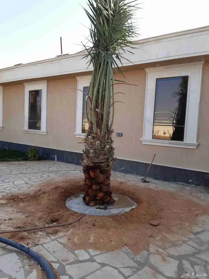 نخل جميع الانواع 0