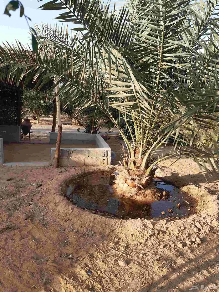 نخل جميع الانواع 2