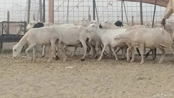 غنم رفيد العدد 11 رأس 9