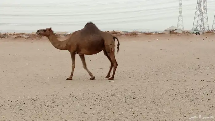 أبل سواحل للبيع 6 رأس منها 4 ملاقيات أبل طيبه مقني 7