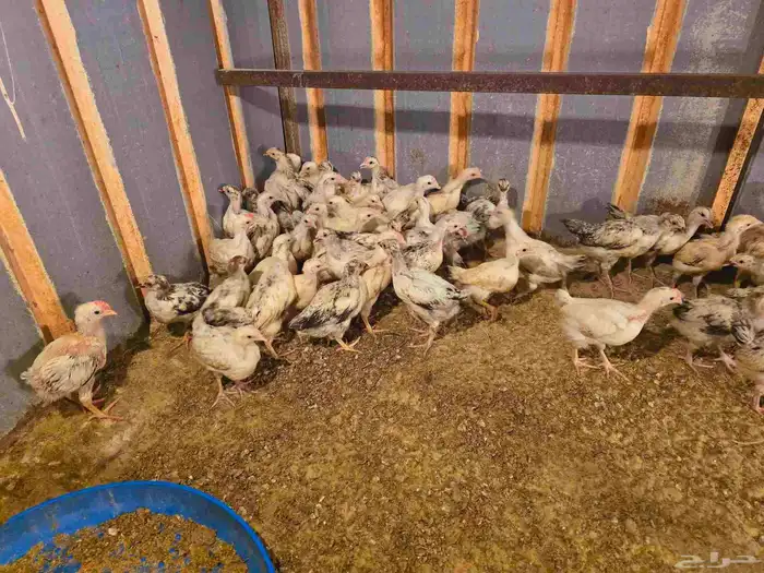 فروخ فرنسي كولومبي مطعمين ومشروطين 0