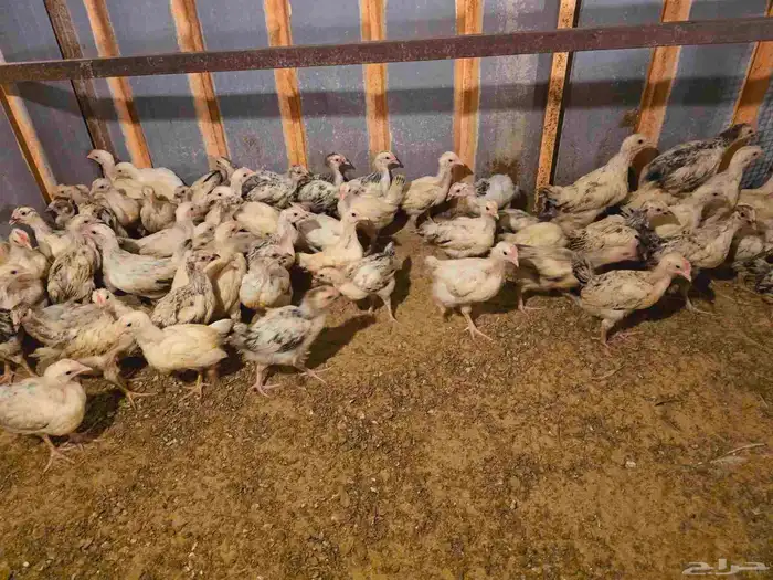 فروخ فرنسي كولومبي مطعمين ومشروطين 2
