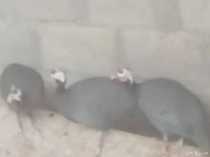 متوفر لدينا بط.  وز  حمام  سمان 0