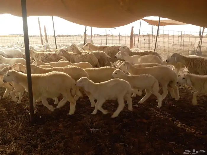 بسم الله ماشاء الله تبارك 0