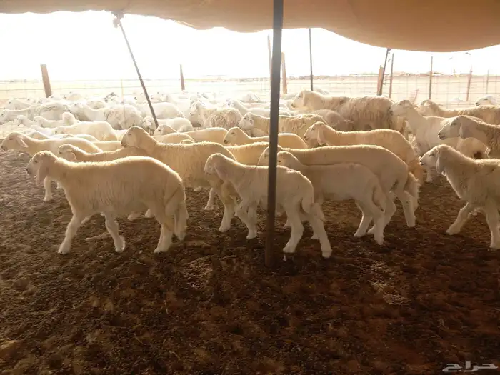 بسم الله ماشاء الله تبارك 1