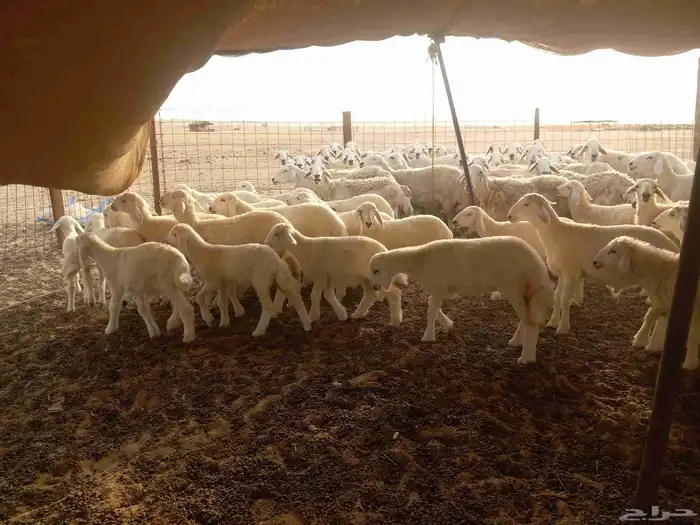 بسم الله ماشاء الله تبارك 8