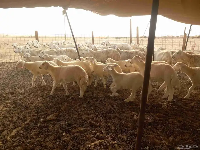 بسم الله ماشاء الله تبارك 9