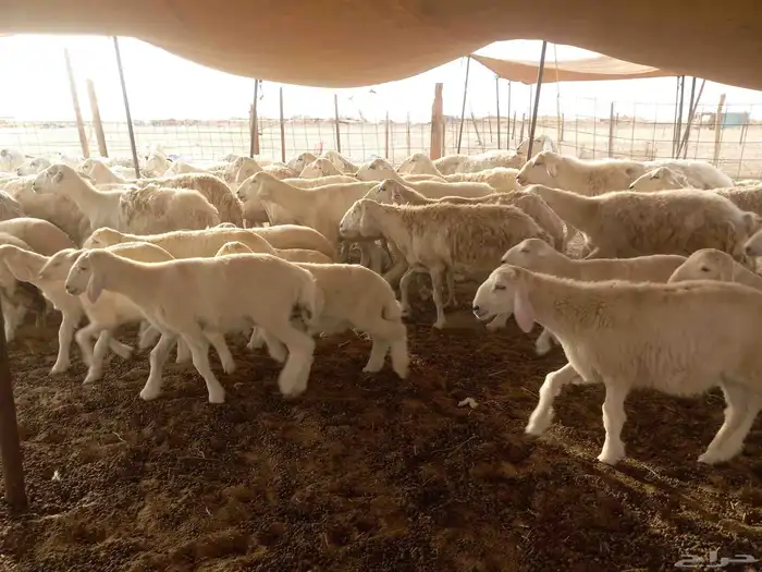 بسم الله ماشاء الله تبارك 3