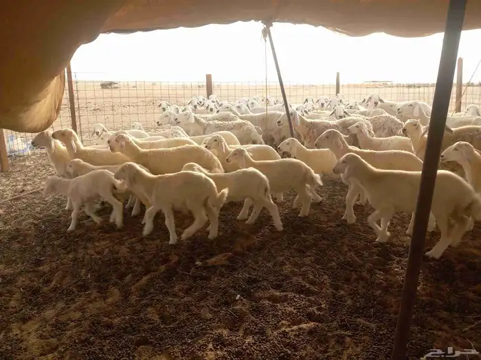 بسم الله ماشاء الله تبارك 7