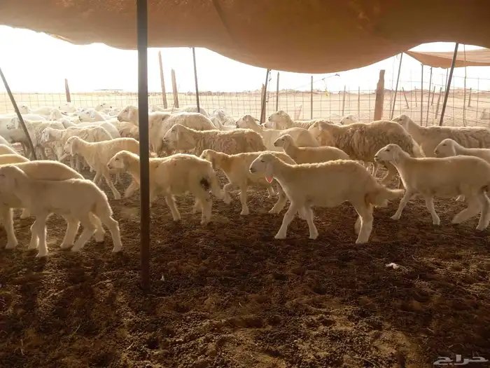 بسم الله ماشاء الله تبارك 2