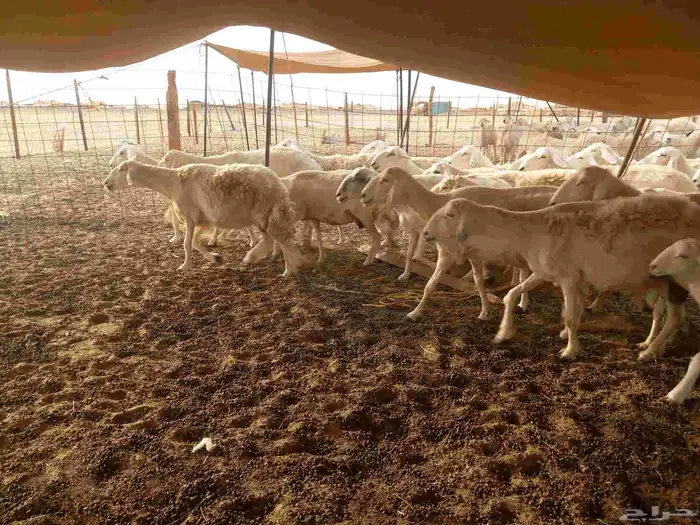 بسم الله ماشاء الله تبارك 5