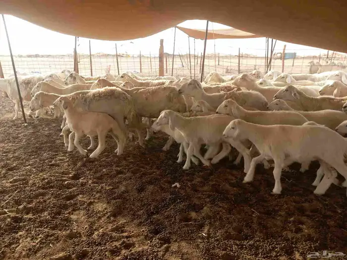 بسم الله ماشاء الله تبارك 4