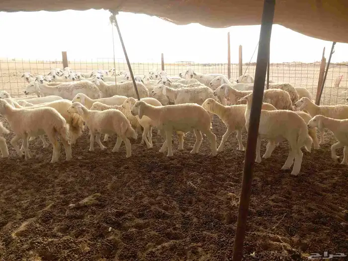 بسم الله ماشاء الله تبارك 6