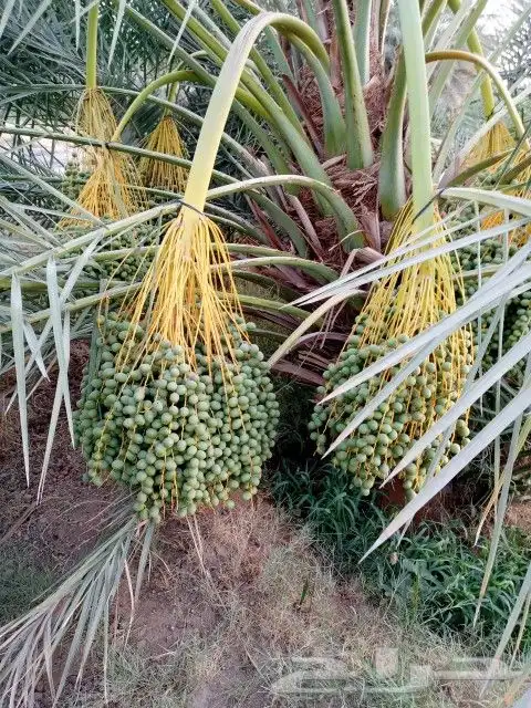 نخل مثمر للبيع نقايل جثايث صقعي برحي مجدول ونانه سكري حمرا 4