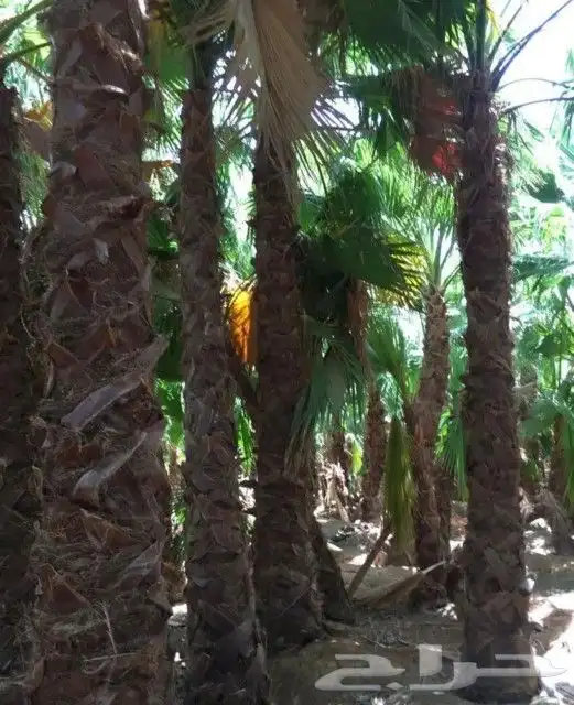 السلام عليكم ورحمه الله وبركاته يوجد لدينا نخيل عربي واشنطن 0