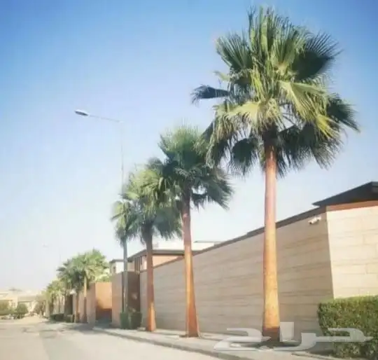 نخل واشنطني زينه امريكي 0