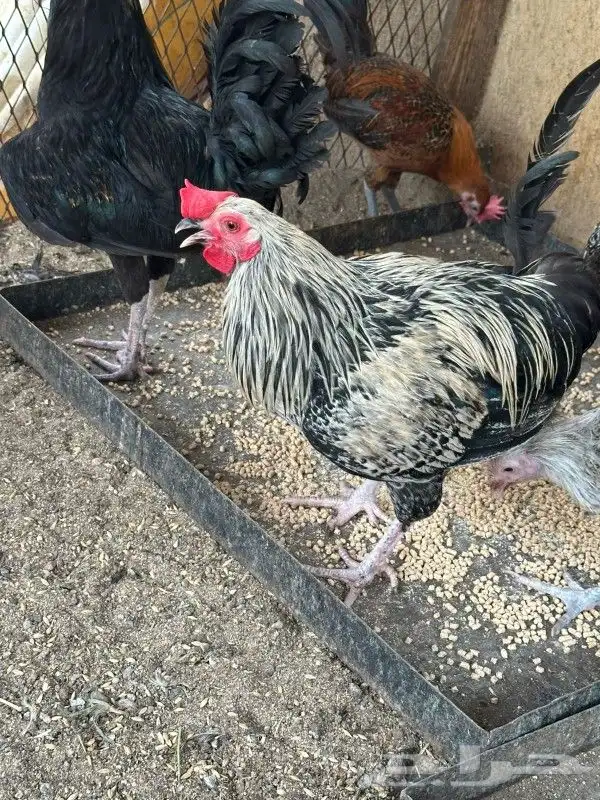 دجاج للبيع 4