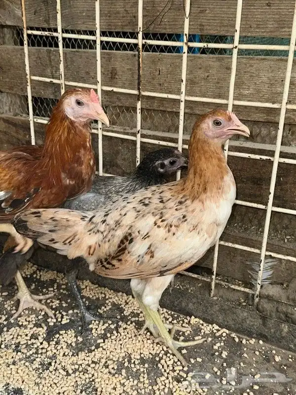 دجاج للبيع 5
